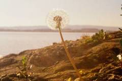 Pusteblume