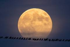 Vollmond