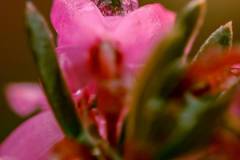 Wassertropfen auf Blume