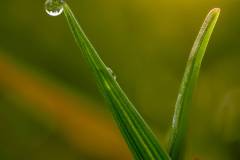 Wassertropfen auf Grashalm