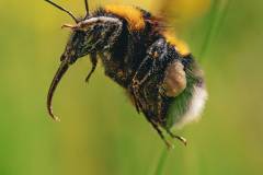 Hummel