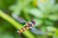 Hainschwebfliege
