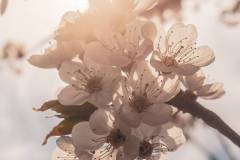 Kirschblüten