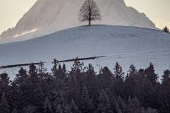 Einsamer Baum