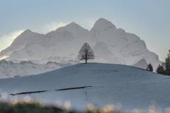 Einsamer Baum