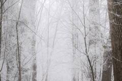 Eisiger Nebel