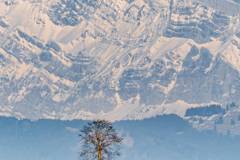 Baum und Säntis