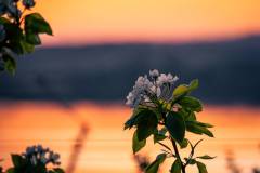 Kirschblüten Sonnenuntergang