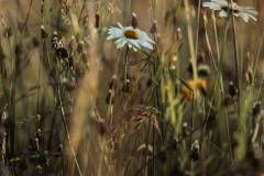 Wildblumenwiese