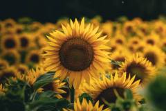 Sonnenblumen