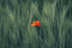 Mohnblume