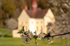 Kirschblüten Verenakapelle