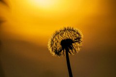 Pusteblume im Sonnenuntergang