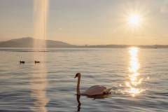 Schwan am Zugersee