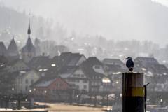 Möwe vor der Stadt Zug