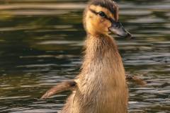kleine Ente