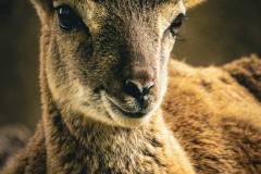 Mufflon Jungtier (Tierpark Goldau)