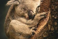 Koala (Zoo Zürich)