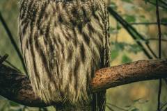 Streifenkauz (Tierpark Goldau)