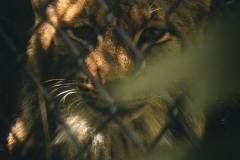 Luchs (Tierpark Goldau)