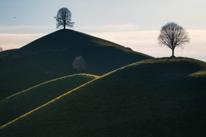 Baum & Hügel – Eine stille Komposition im Wechselspiel der Perspektiven