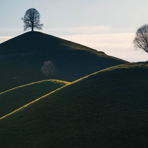 Baum & Hügel – Eine stille Komposition im Wechselspiel der Perspektiven