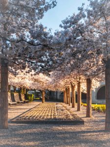 Frühling 2025 in Zug: Eine Reise zu den blühenden Kirschbäumen