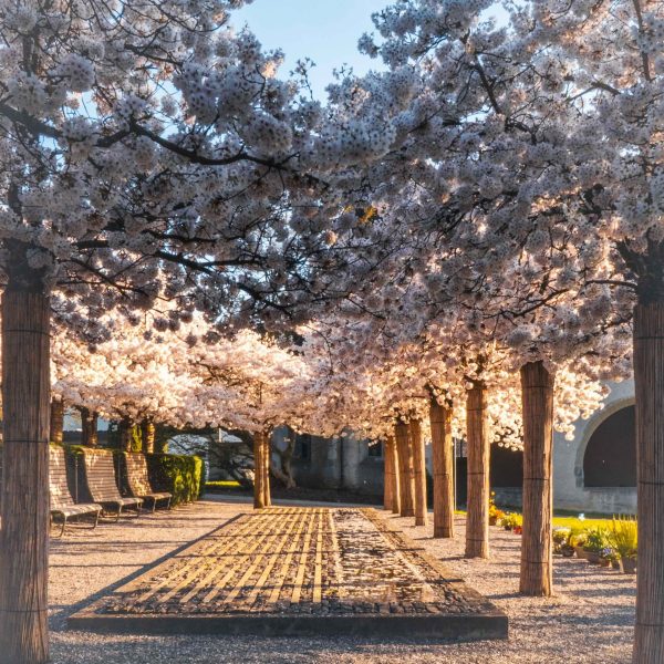 Frühling 2025 in Zug: Eine Reise zu den blühenden Kirschbäumen