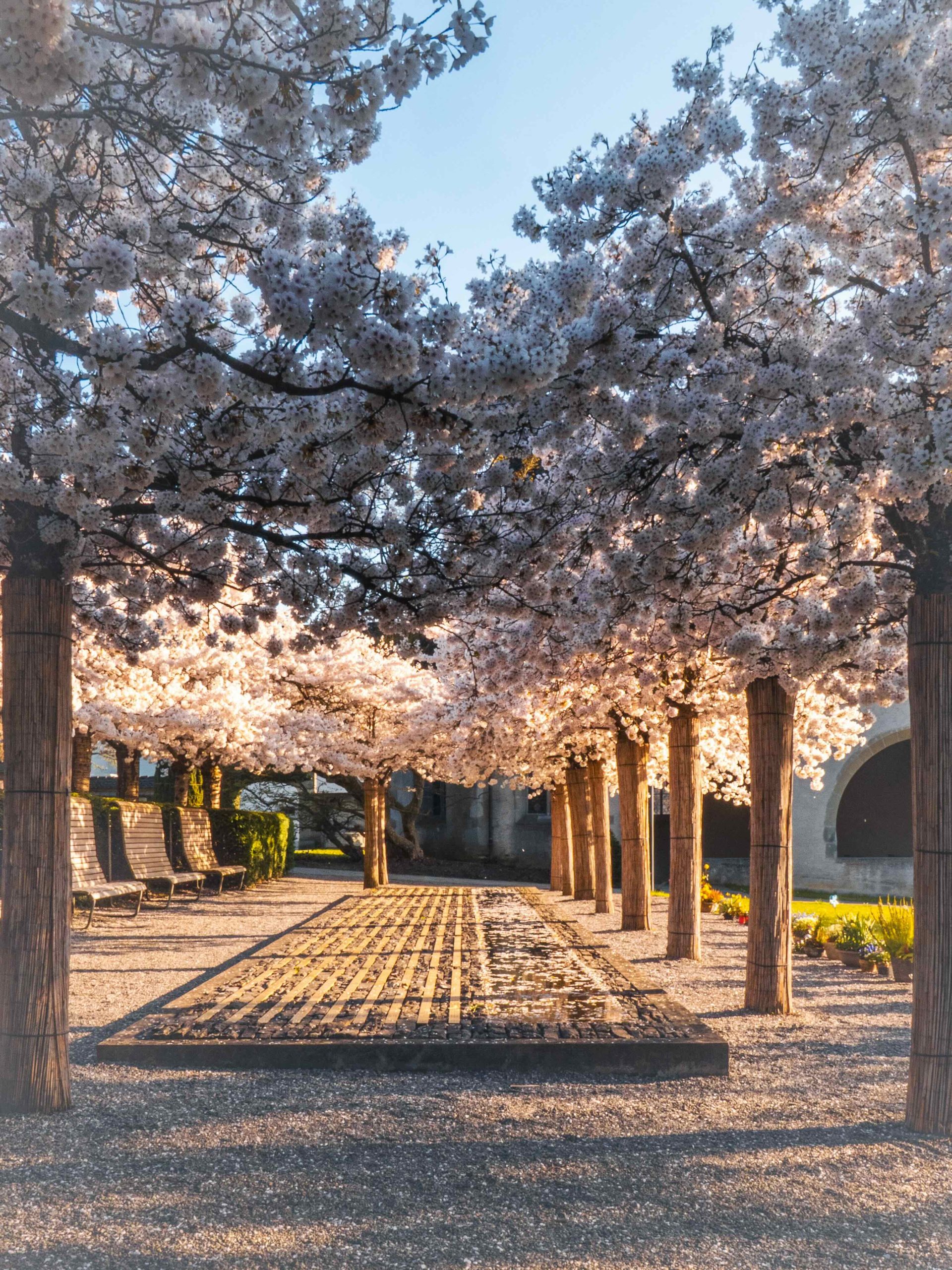 Frühling 2025 in Zug: Eine Reise zu den blühenden Kirschbäumen