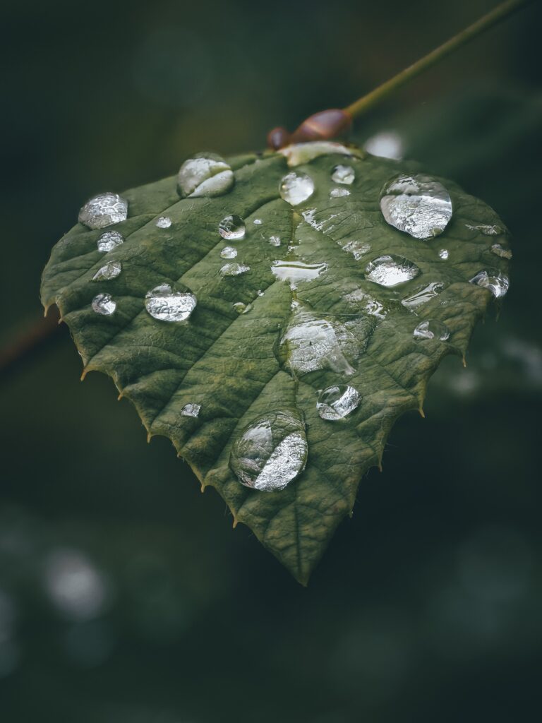 Wassertropfen auf Blatt