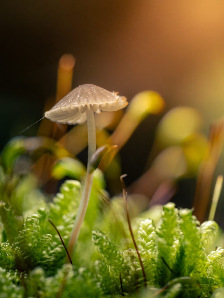 Pilz