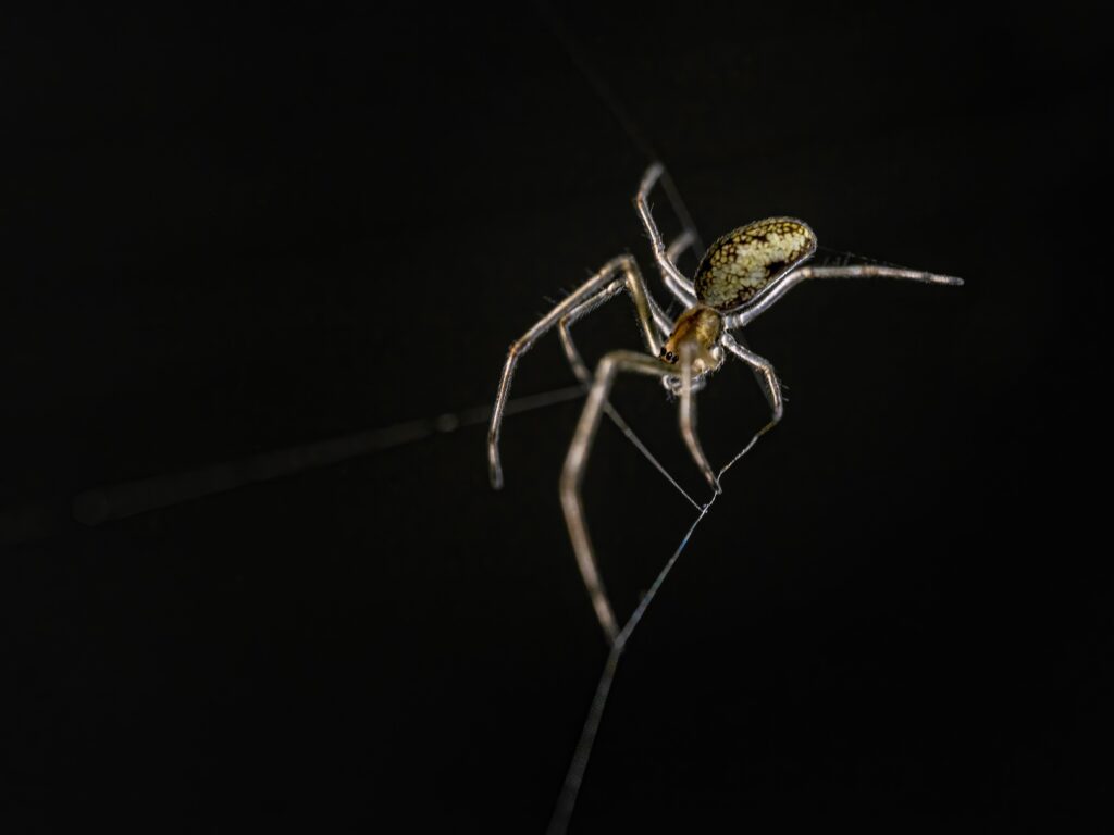 kleine Spinne
