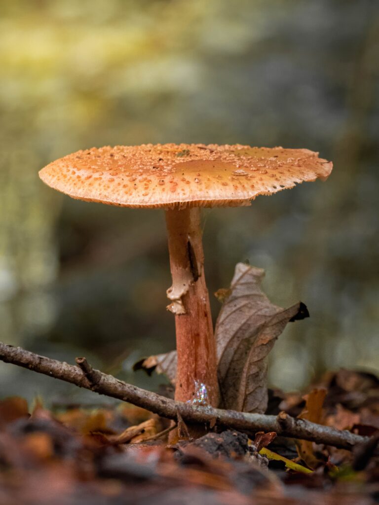 Pilz