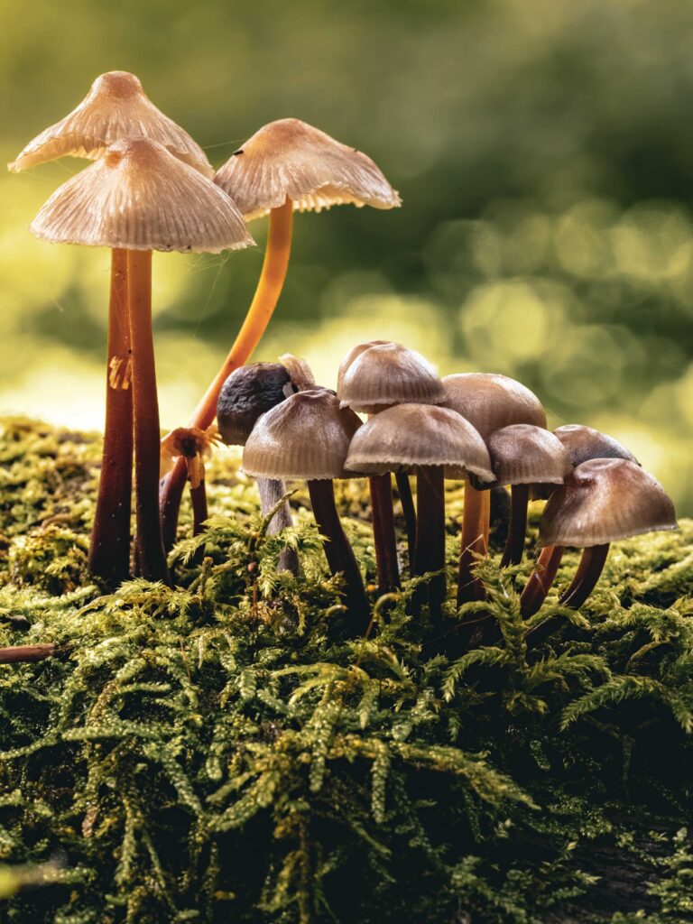 Pilz