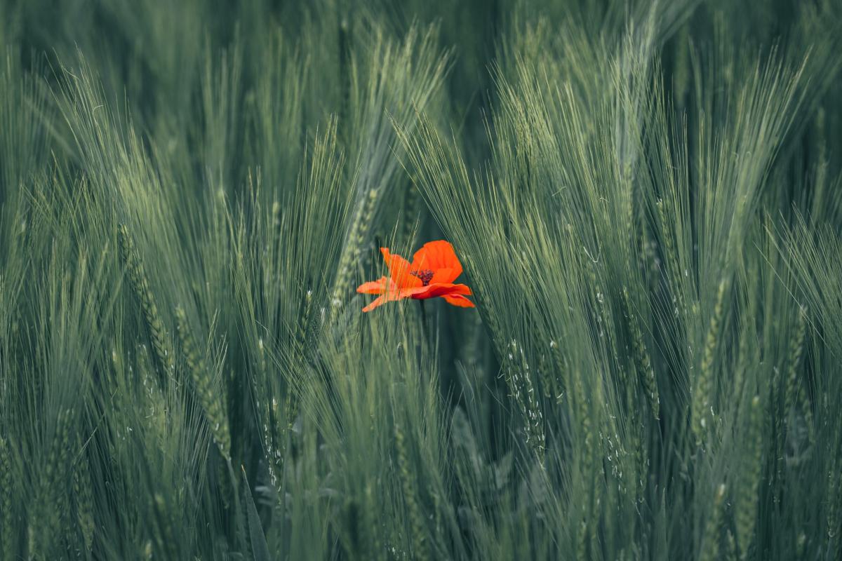 Rote Blume im Grünen Weizenfeld