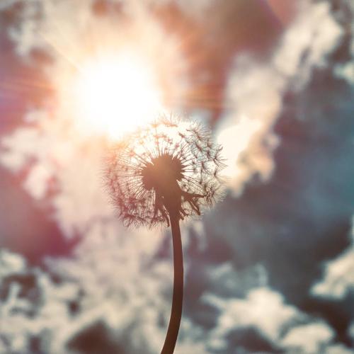 Pusteblume mit Sonne