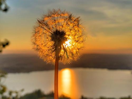 Pusteblume im Sonnenuntergang