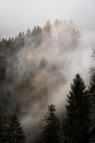 Nebel über dem Wald