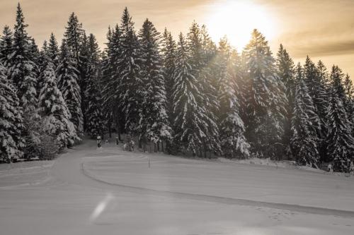 Sonnenstrahlen über verschneitem Wald